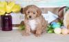 Puppies for sale Cyprus, Paphos , Cavapoo