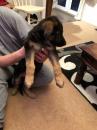 Puppies for sale Hungary, Debrecen German Shepherd Dog