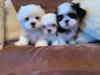 Puppies for sale Cyprus, Paphos Maltese