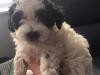 Puppies for sale Denmark, Aalborg , maltipoo
