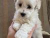Puppies for sale Finland, Alajarvi , maltipoo