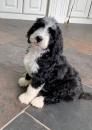 Puppies for sale Germany, Brandenburg , Bernedoodles