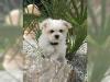 Puppies for sale Spain, Santander Pomeranian Spitz