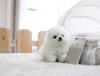 Puppies for sale Spain, Merida Pomeranian Spitz