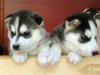 Puppies for sale Germany, Kayzerslauten Haski