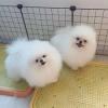 Puppies for sale France, Calais Pomeranian Spitz
