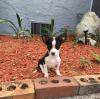 Puppies for sale Spain, Figeyras Chihuahua