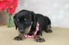 Puppies for sale Germany, Brandenburg Dachshund