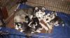 Puppies for sale Sweden, Helsingborg Haski