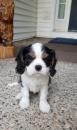 Puppies for sale Spain, Bilbao , cavalier king charles spaniel