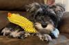 Puppies for sale Spain, Bilbao , Miniature Schnauzer