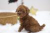 Puppies for sale France, Amiens Miniature Poodle