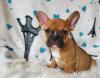 Puppies for sale Netherlands, Breda French Bulldog