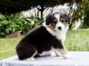 Puppies for sale Spain, Figeyras Australian Shepherd