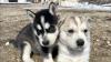 Puppies for sale Canada, Alberta Haski