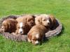 Puppies for sale France, Paris , Cavapoo