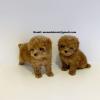 Puppies for sale Romania, Bucharest Toy-poodle