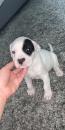 Puppies for sale Spain, Vigo American Pit-Bull Terrier