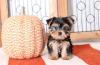 Puppies for sale Germany, Berlin Yorkshire Terrier