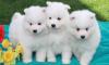 Puppies for sale Germany, Berlin Samoyed dog (Samoyed)