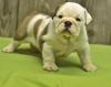 Puppies for sale Spain, Albacete English Bulldog