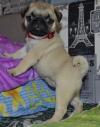 Puppies for sale Spain, Salamanca Pug