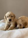 Puppies for sale Spain, Cadiz Labrador
