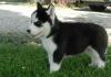 Puppies for sale Spain, Cadiz Haski