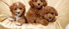 Puppies for sale Germany, Berlin Poodle