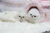 Puppies for sale Belgium, Antwerp Pomeranian Spitz