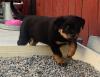 Puppies for sale Cyprus, Ayia Napa Rottweiler