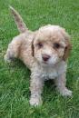 Puppies for sale Germany, Frankfurt , Cockapoo