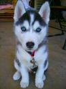 Puppies for sale Netherlands, Breda , Siberian Husky