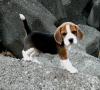 Puppies for sale Spain, Santander Beagle