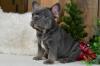 Puppies for sale Cyprus, Larnaca French Bulldog
