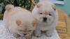 Puppies for sale Denmark, Kopenagen Chow Chow