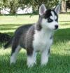 Puppies for sale Germany, Berlin Haski