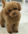 Puppies for sale Germany, Yen Poodle