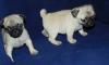 Puppies for sale Portugal, Lisbon Pug
