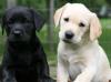 Puppies for sale Spain, Madrid Labrador