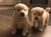 Puppies for sale Spain, Badajoz , Shiba Inu