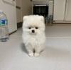 Puppies for sale Poland, Chorzow Pomeranian Spitz