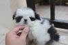 Puppies for sale Poland, Czestochowa Shih Tzu