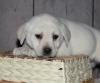 Puppies for sale Poland, Wroclaw Labrador