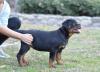 Puppies for sale Spain, Bilbao Rottweiler
