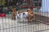 Puppies for sale Poland, Wroclaw English Bulldog