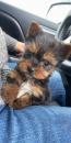 Puppies for sale Latvia, Balvi Yorkshire Terrier