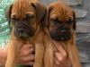 Puppies for sale Netherlands, Breda Bullmastiff