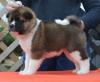 Puppies for sale Cyprus, Paphos Akita