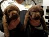 Puppies for sale Spain, Santa Cruz de Tenerife Labrador